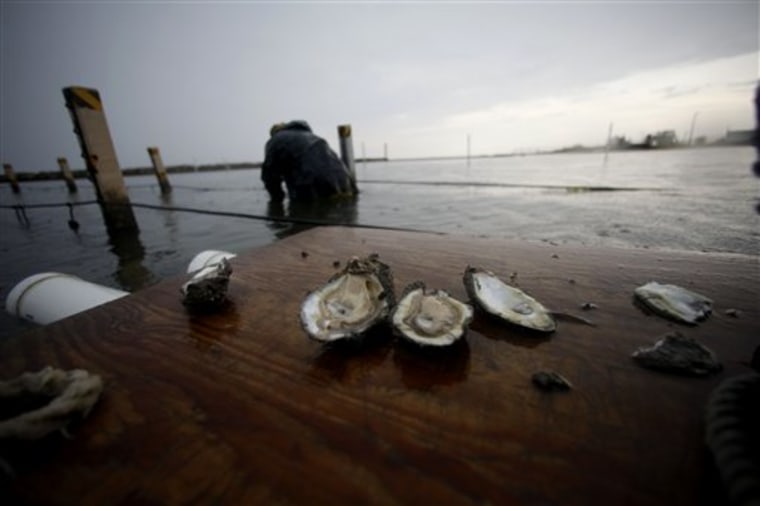 Oysters are seen as John Supan, background, a marine biologist with the Louisiana Sea Grant of Louisiana State University, pulls more samples from his hatchery in Grand Isle, La. Now, the upcoming oyster harvesting season may be lost because of high mortality rates in several coastal reefs.